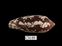 藏品(宮廷芋螺)的圖片